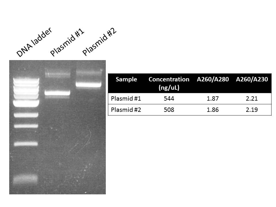 Zymo Plasmid Midiprep Kit Good Performance At A Reasonable Price